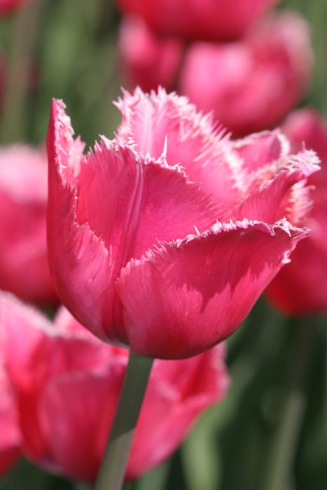 Tulipes a Morges 2007 - 068